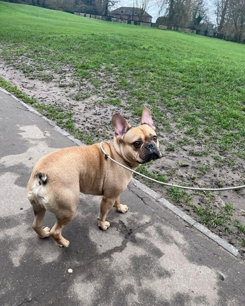 Dog Walking